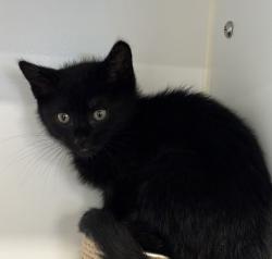Shelter Stray Male Cat last seen Near Sturgess Avenue, La Mesa, CA, 91941, 5500 Gaines St, San Diego, CA 92110, USA