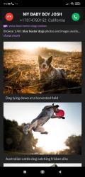 Reunited Male Dog last seen Hunter ln, Santa Rosa, CA 94928