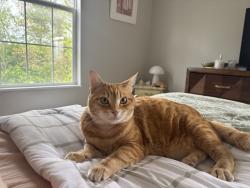Lost Female Cat last seen Griffo, Pittsburgh, PA 15237