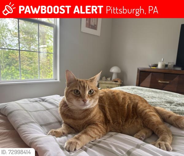 Lost Female Cat last seen Griffo, Pittsburgh, PA 15237