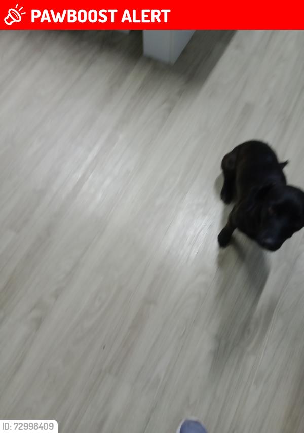 Lost Male Dog last seen Rua mato grosso 73 vila Delma, Vila Delma (Justinopolis), MG 33930-752