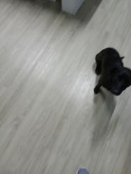 Lost Male Dog last seen Rua mato grosso 73 vila Delma, Vila Delma (Justinopolis), MG 33930-752