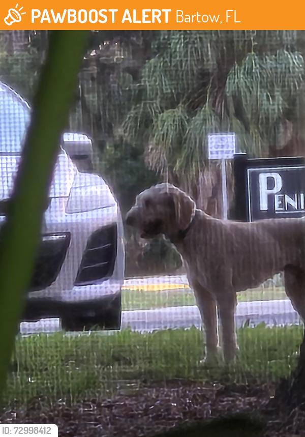Found/Stray Unknown Dog last seen Old Bartow Eagle Lake Road and Wilson Ave., Bartow, FL 33830