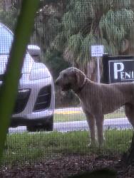 Found/Stray Unknown Dog last seen Old Bartow Eagle Lake Road and Wilson Ave., Bartow, FL 33830