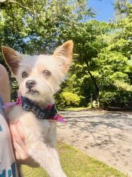 Reunited Female Dog last seen Pebble Creek Drive , Taylors, SC 29687
