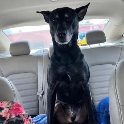 Reunited Male Dog last seen memorial park, Houston, TX 77007