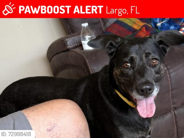 Lost Female Dog last seen CVS on 102nd , Largo, FL 33778