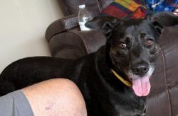 Lost Female Dog last seen CVS on 102nd , Largo, FL 33778