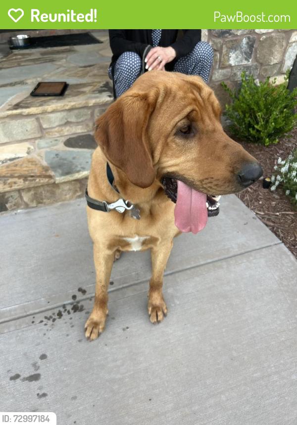 Reunited Male Dog last seen Near Lighthouse Pointe Dr, Lenoir City, Lenoir City, TN 37772