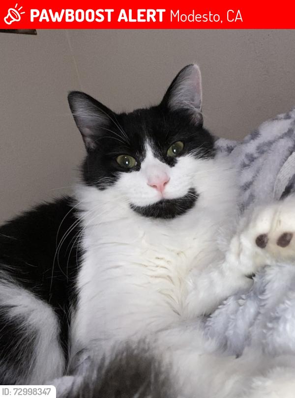 Lost Male Cat last seen River Rd/Richland Ave, Modesto, CA 95351