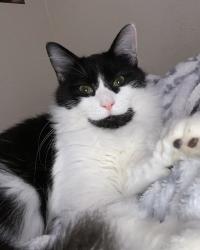 Lost Male Cat last seen River Rd/Richland Ave, Modesto, CA 95351