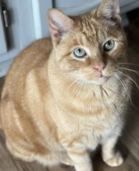 Lost Male Cat last seen Lake Forest drive, Kingsport, TN 37663