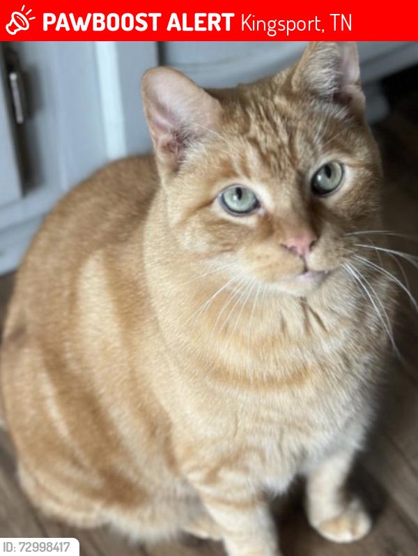 Lost Male Cat last seen Lake Forest drive, Kingsport, TN 37663