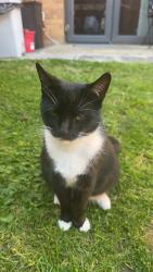 Found/Stray Female Cat last seen Near est near the lidl in dagenham / barking , Dagenham, England 