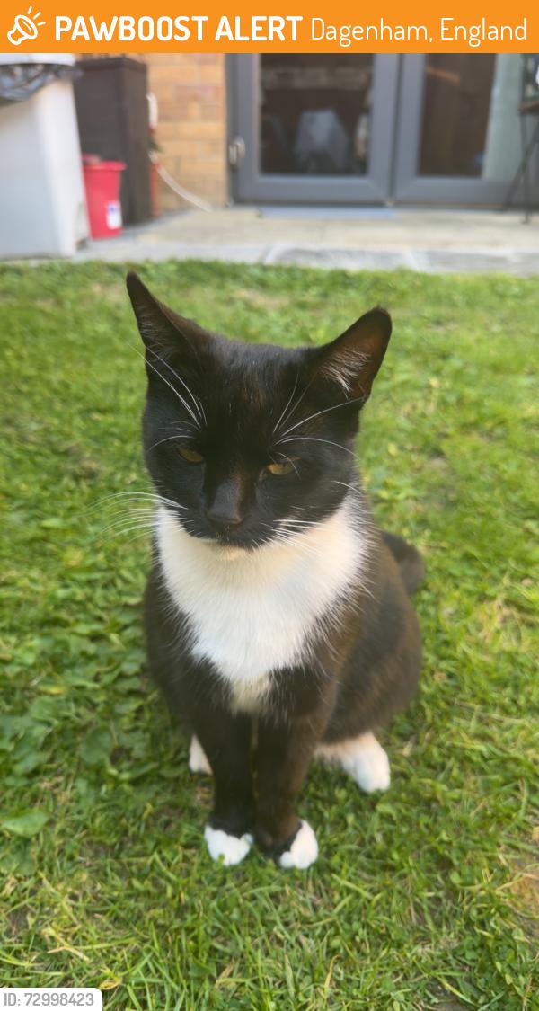 Found/Stray Female Cat last seen Near est near the lidl in dagenham / barking , Dagenham, England 