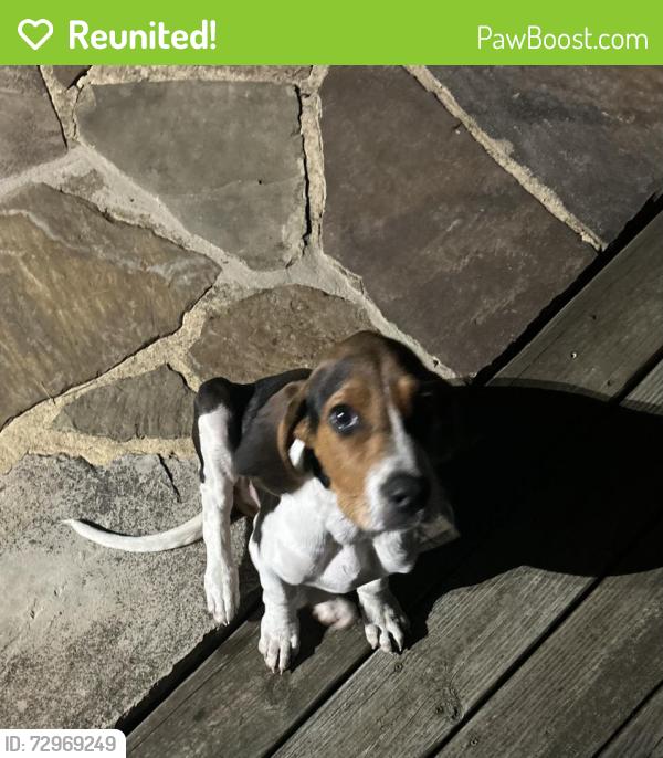 Reunited Male Dog last seen Silver creek mini mart, Rome, GA 30161
