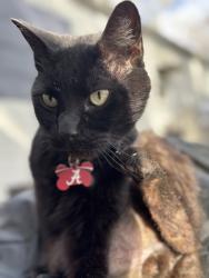 Lost Male Cat last seen Pine ridge road , Chattanooga, TN 37421