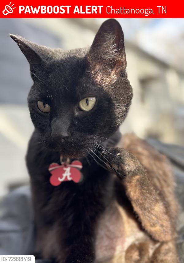 Lost Male Cat last seen Pine ridge road , Chattanooga, TN 37421