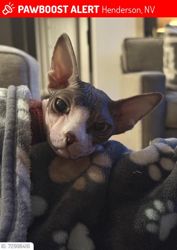 Lost Male Cat last seen Chalet Hills Terrace/Kittansett Loop, Henderson, NV 89052