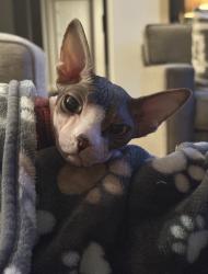 Lost Male Cat last seen Chalet Hills Terrace/Kittansett Loop, Henderson, NV 89052