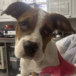 Shelter Stray Male Dog last seen , 328 Furman Hall Rd, Greenville, SC 29609, USA