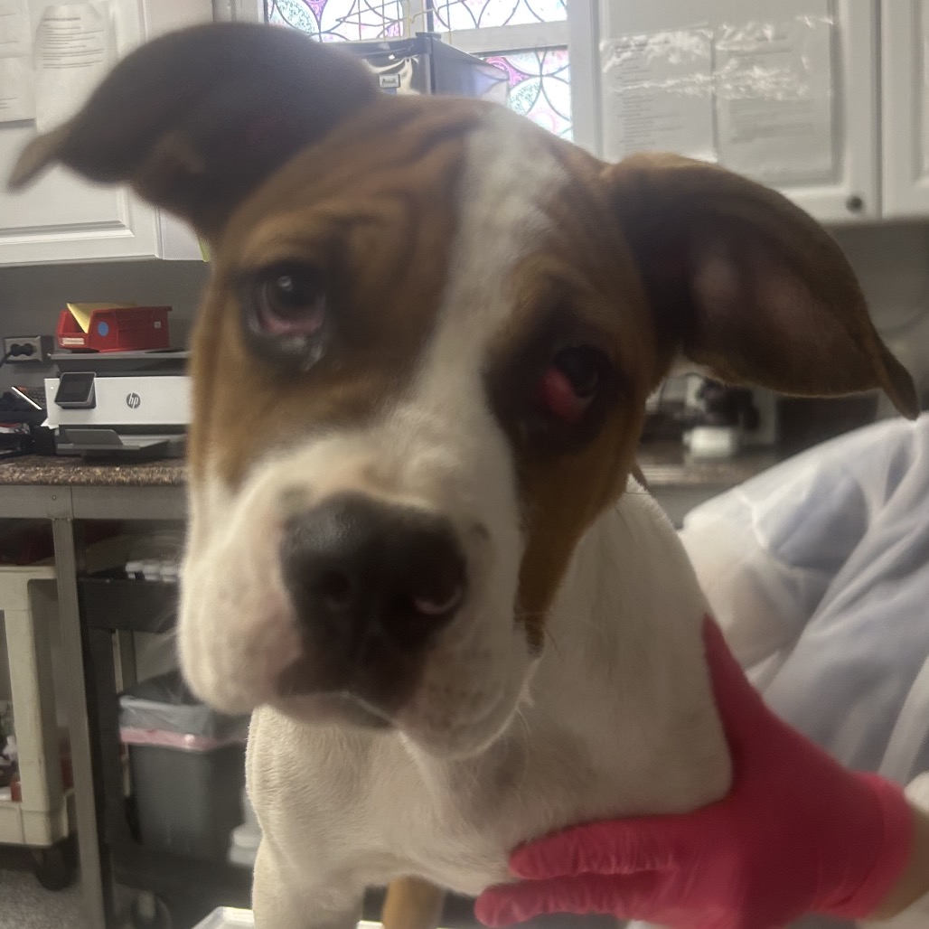 Shelter Stray Male Dog last seen , 328 Furman Hall Rd, Greenville, SC 29609, USA