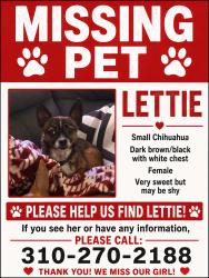 Lost Female Dog last seen burbank and topanda/ burbank and shoup, Los Angeles, CA 91367