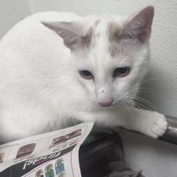 Shelter Stray Male Cat last seen , Animal Care & Control Team of Philly, 111 W Hunting Park Ave, Philadelphia, PA 19140, USA