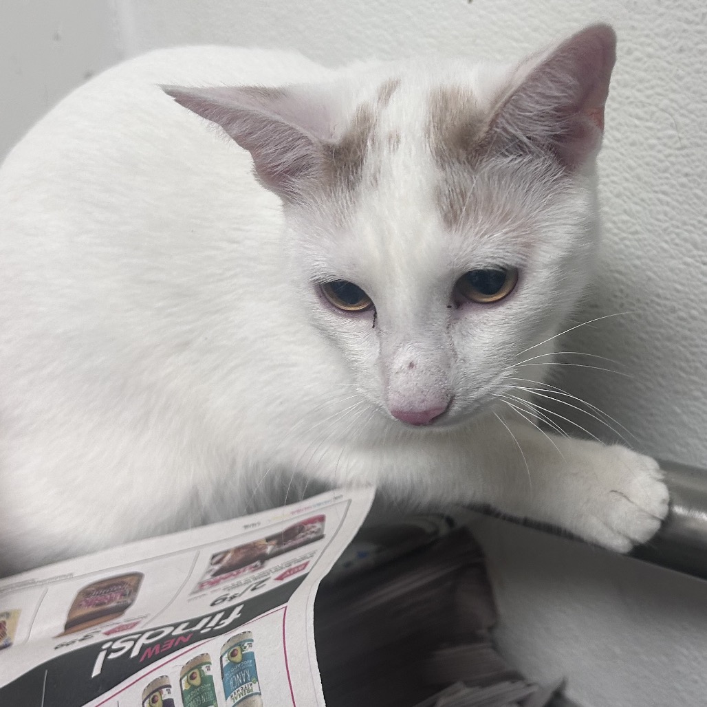 Shelter Stray Male Cat last seen , Animal Care & Control Team of Philly, 111 W Hunting Park Ave, Philadelphia, PA 19140, USA