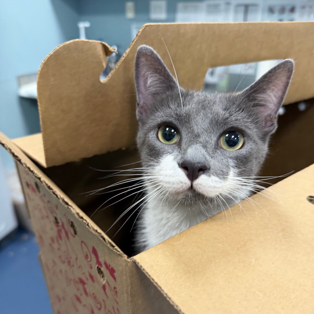 Shelter Stray Female Cat last seen , 980 Guilford College Rd, Greensboro, NC 27409, USA