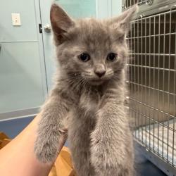 Shelter Stray Unknown Cat last seen , 980 Guilford College Rd, Greensboro, NC 27409, USA