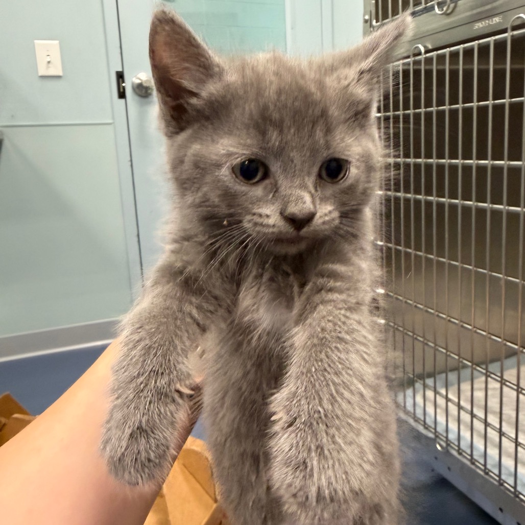 Shelter Stray Unknown Cat last seen , 980 Guilford College Rd, Greensboro, NC 27409, USA