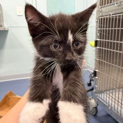 Shelter Stray Unknown Cat last seen , 980 Guilford College Rd, Greensboro, NC 27409, USA