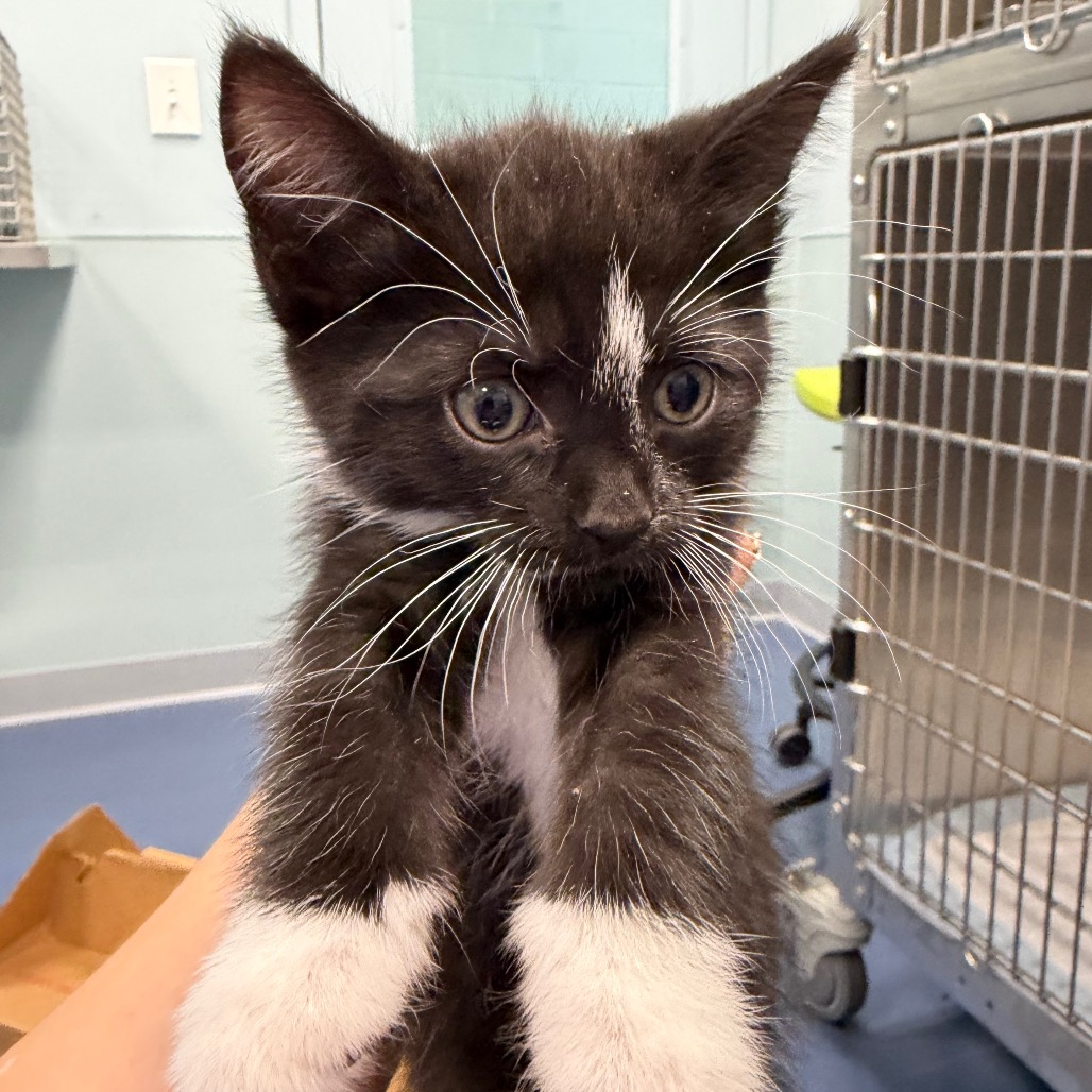 Shelter Stray Unknown Cat last seen , 980 Guilford College Rd, Greensboro, NC 27409, USA