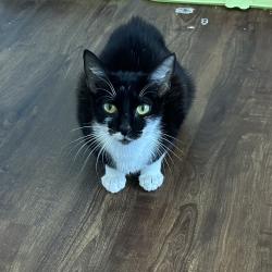 Shelter Stray Female Cat last seen , 8020 Washington St, Port Richey, FL 34668, USA