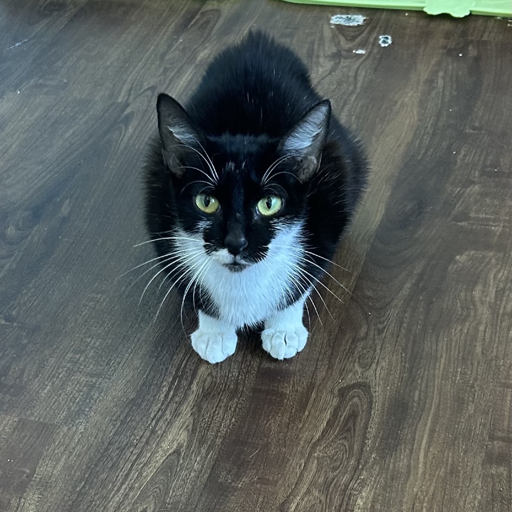 Shelter Stray Female Cat last seen , 8020 Washington St, Port Richey, FL 34668, USA