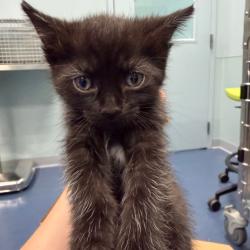 Shelter Stray Unknown Cat last seen , 980 Guilford College Rd, Greensboro, NC 27409, USA