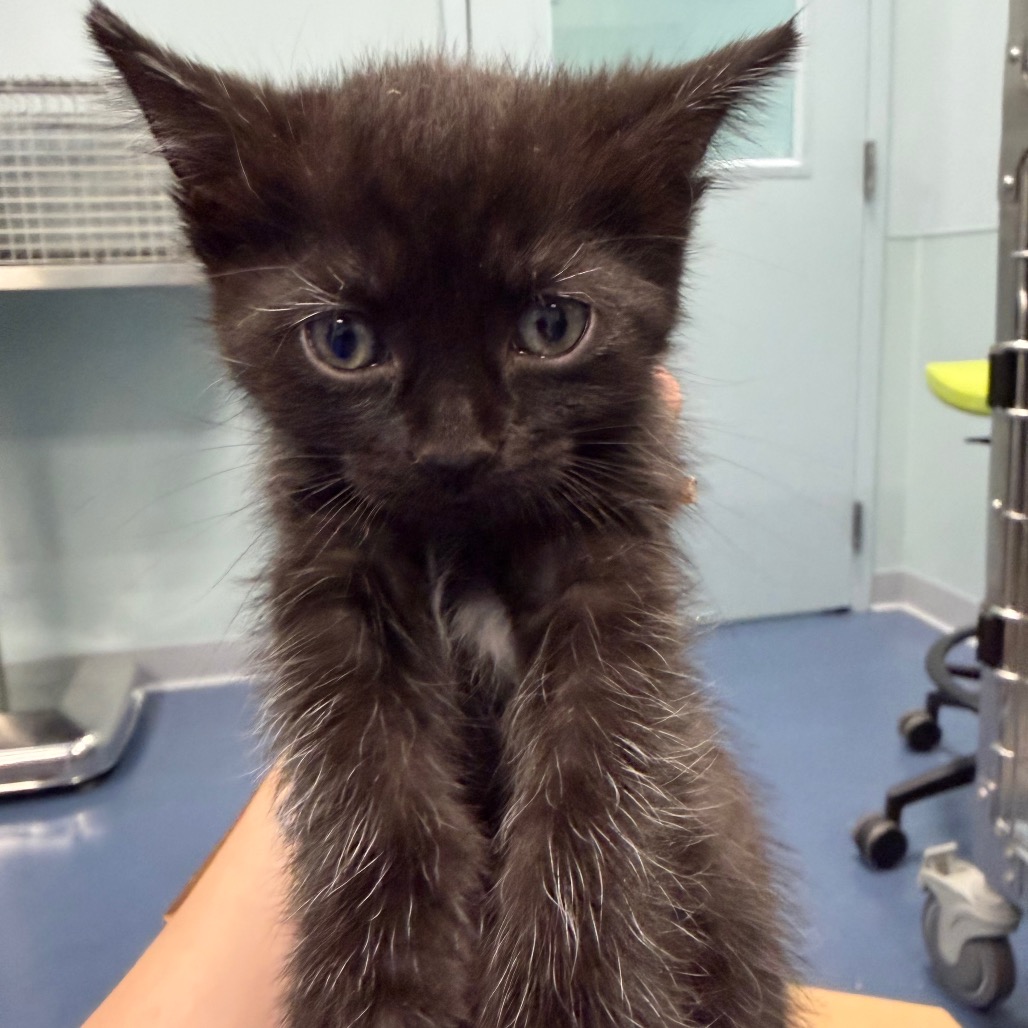 Shelter Stray Unknown Cat last seen , 980 Guilford College Rd, Greensboro, NC 27409, USA