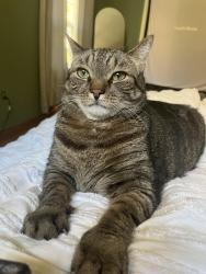 Lost Male Cat last seen Alexander drive waterbury , Waterbury, CT 06705