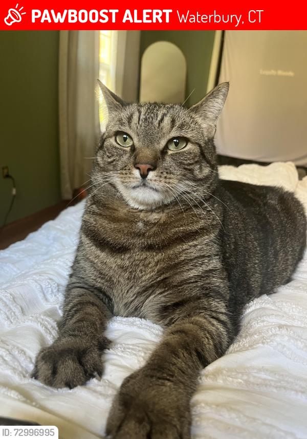 Lost Male Cat last seen Alexander drive waterbury , Waterbury, CT 06705