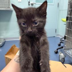 Shelter Stray Unknown Cat last seen , 980 Guilford College Rd, Greensboro, NC 27409, USA