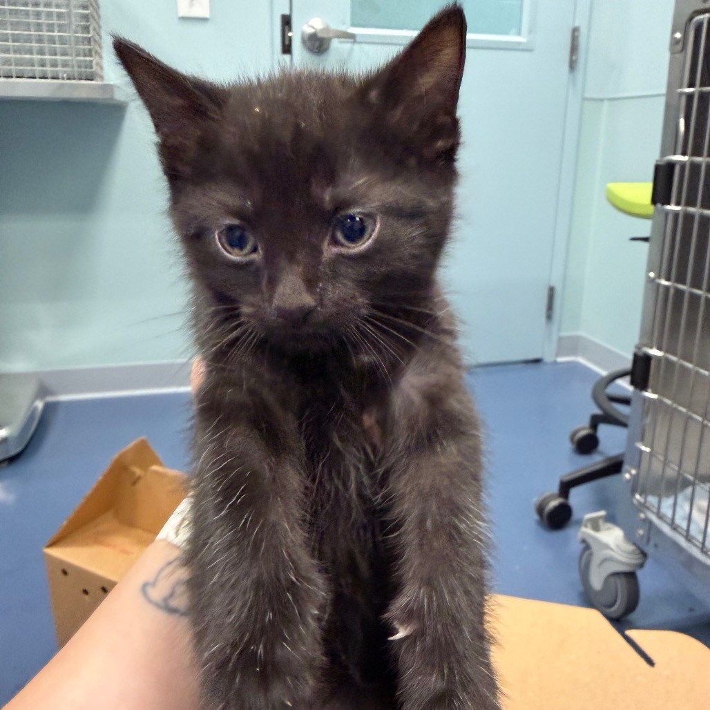Shelter Stray Unknown Cat last seen , 980 Guilford College Rd, Greensboro, NC 27409, USA