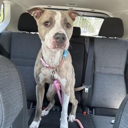 Shelter Stray Female Dog last seen , 980 Guilford College Rd, Greensboro, NC 27409, USA