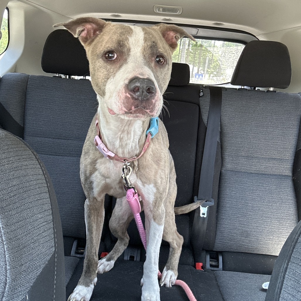 Shelter Stray Female Dog last seen , 980 Guilford College Rd, Greensboro, NC 27409, USA