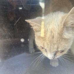 Shelter Stray Female Cat last seen , 980 Guilford College Rd, Greensboro, NC 27409, USA