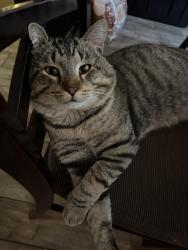 Lost Male Cat last seen Amber Leaf and Amber Breeze, San Antonio, TX 78245