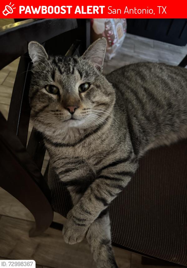 Lost Male Cat last seen Amber Leaf and Amber Breeze, San Antonio, TX 78245