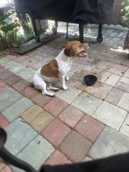 Found/Stray Male Dog last seen Cecilia and Hemlock, Fort Walton Beach, FL 32548