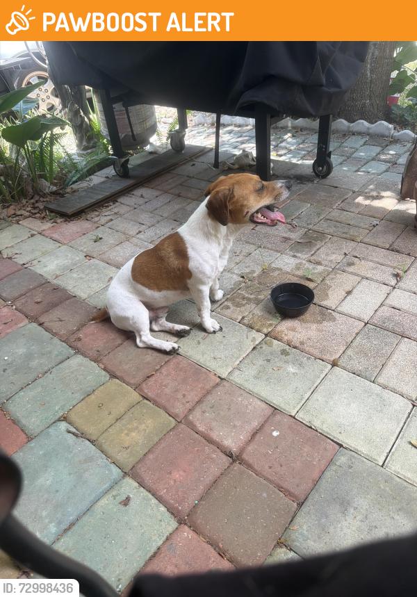 Found/Stray Male Dog last seen Cecilia and Hemlock, Fort Walton Beach, FL 32548