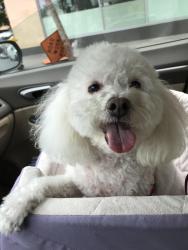 Reunited Female Dog last seen Near hotel circle north at Motel 6, San Diego, CA 92108
